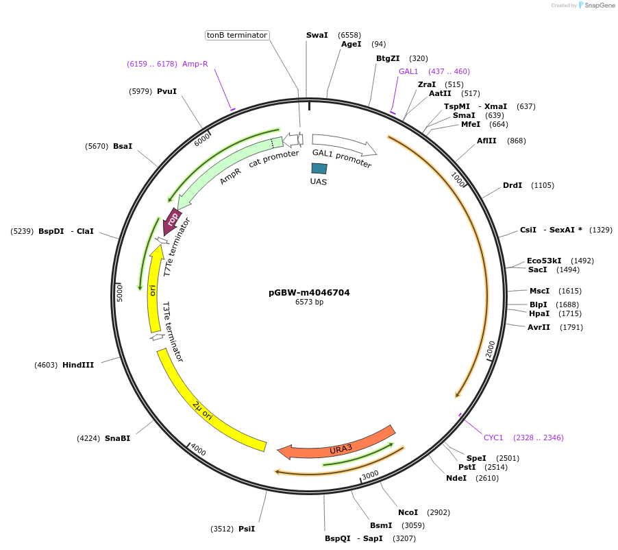 149163-plasmid-map-sequence-id-297809