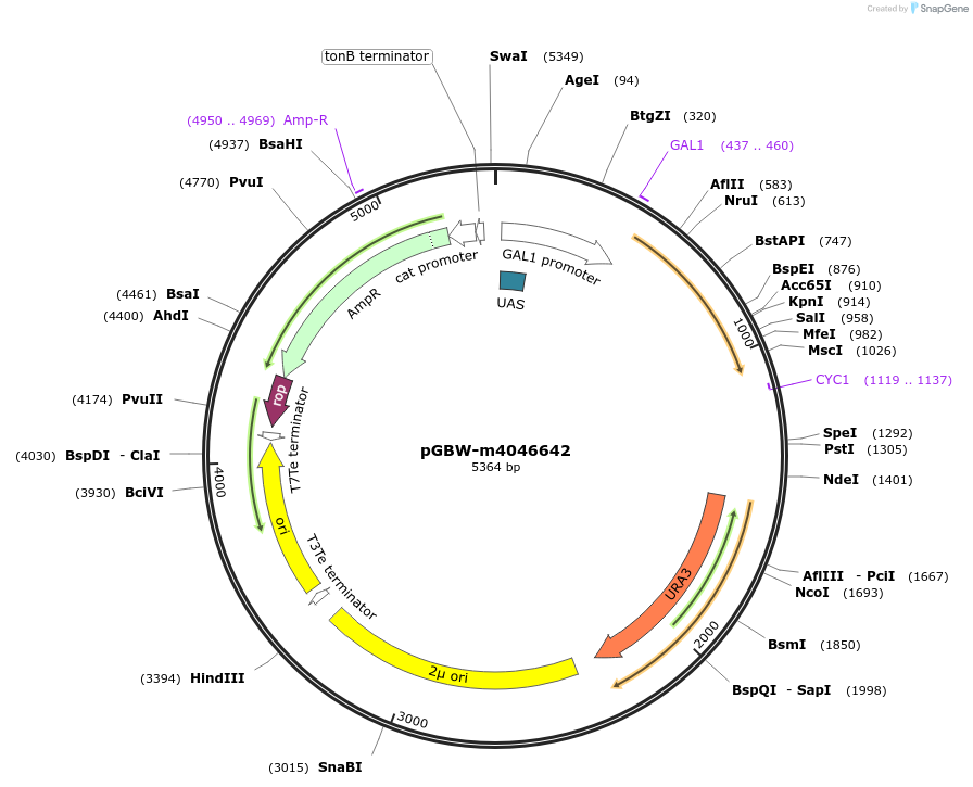 149164-plasmid-map-sequence-id-297810