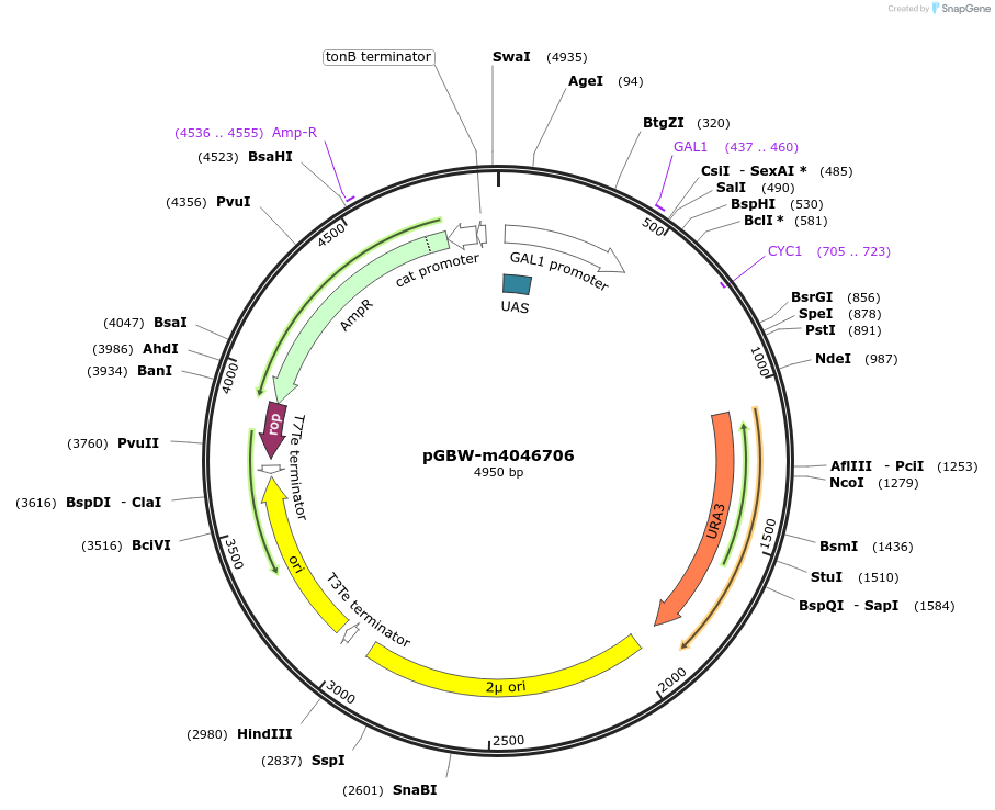 149168-plasmid-map-sequence-id-297811