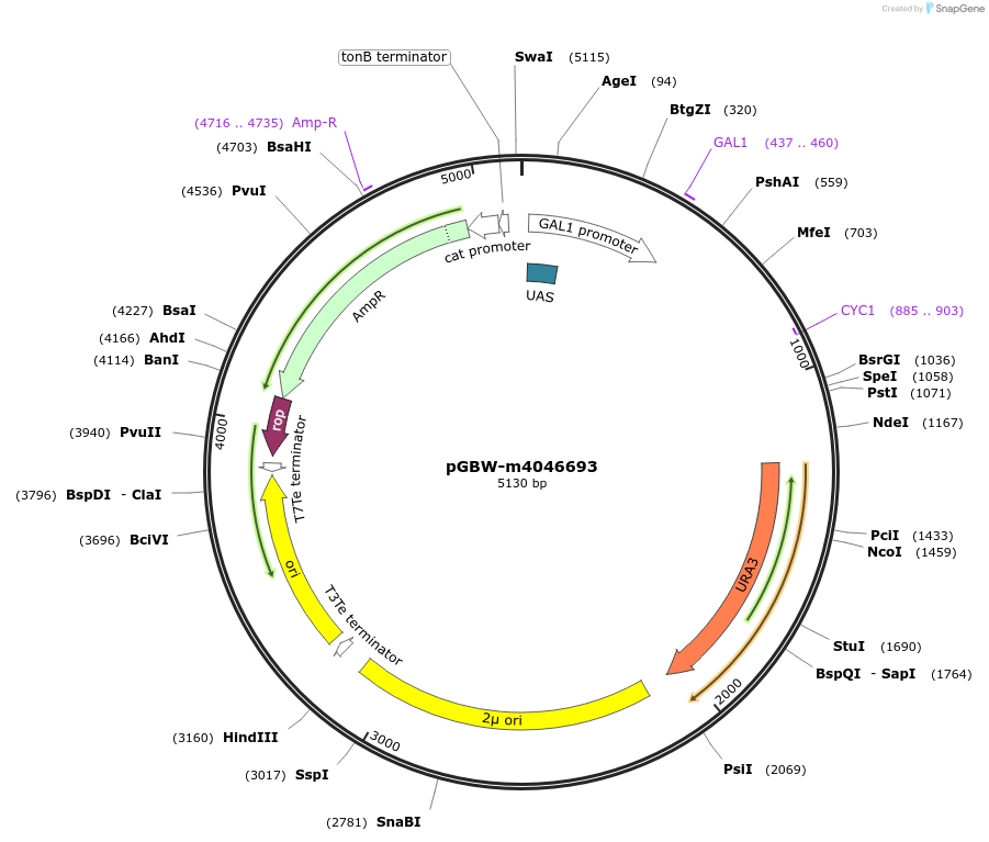 149170-plasmid-map-sequence-id-297812
