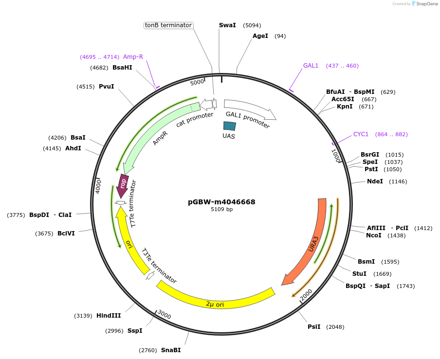 149189-plasmid-map-sequence-id-297814