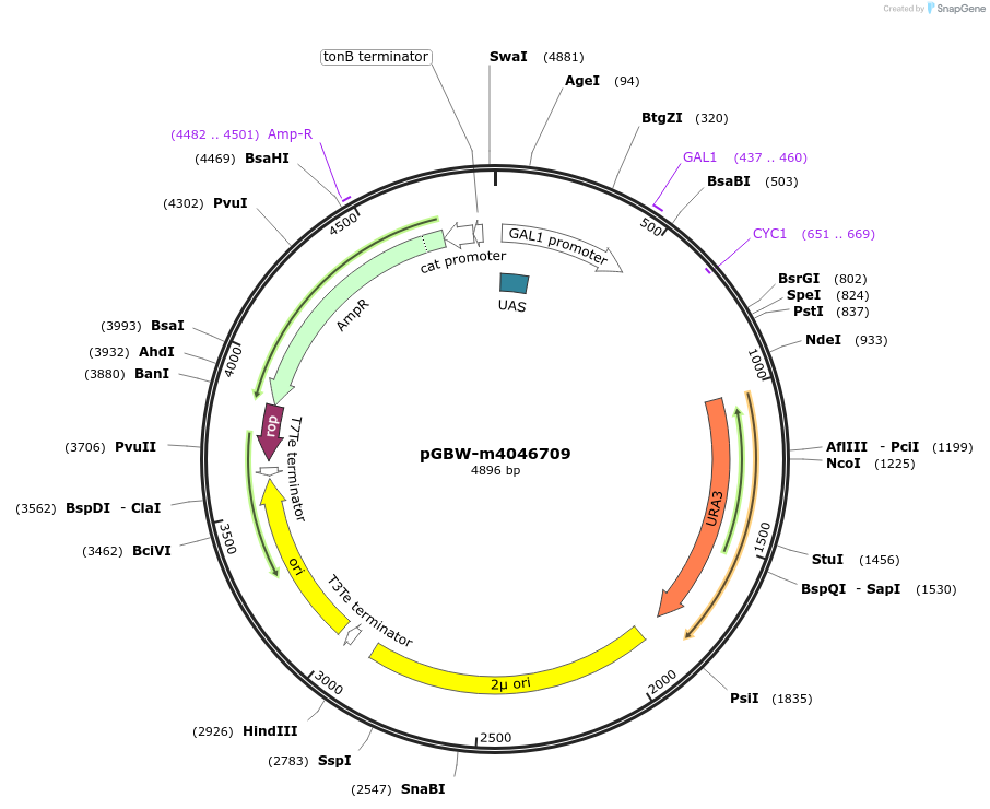 149190-plasmid-map-sequence-id-297815