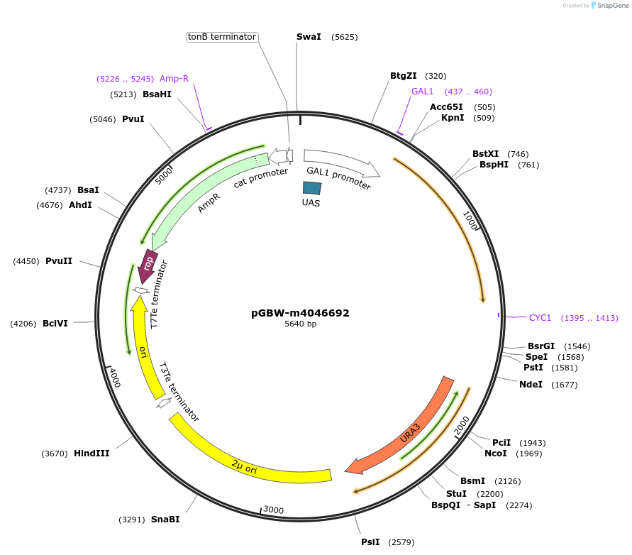 149195-plasmid-map-sequence-id-297816