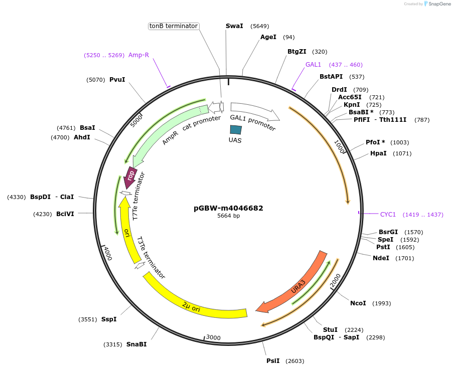 149197-plasmid-map-sequence-id-297817