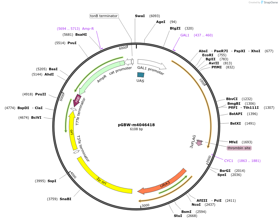 149029-plasmid-map-sequence-id-297818