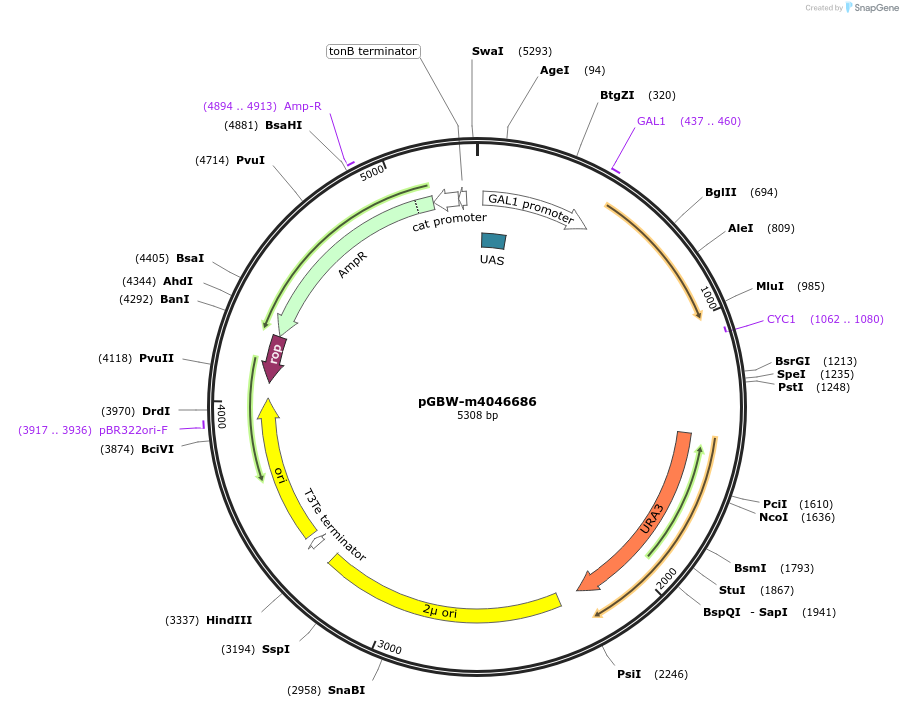 149150-plasmid-map-sequence-id-297819