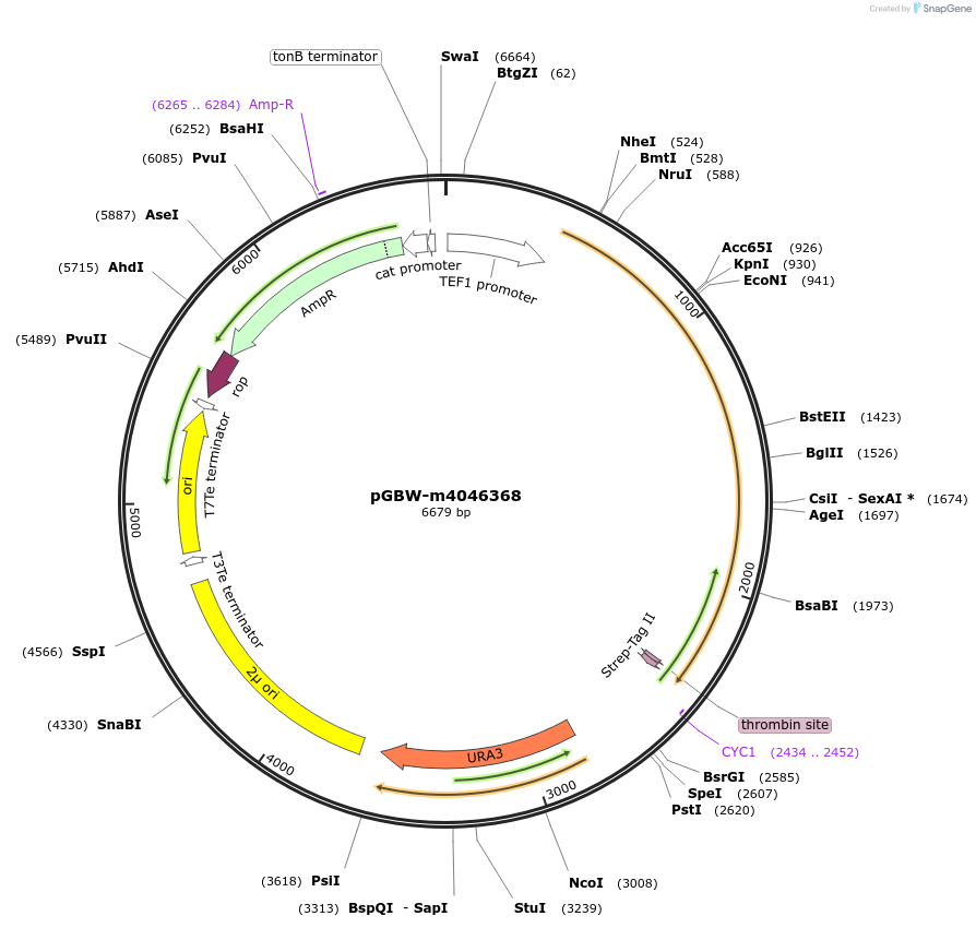 149031-plasmid-map-sequence-id-297825