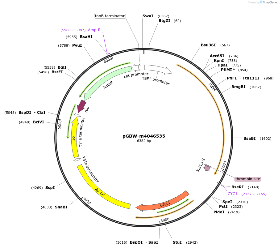 149033-plasmid-map-sequence-id-297827