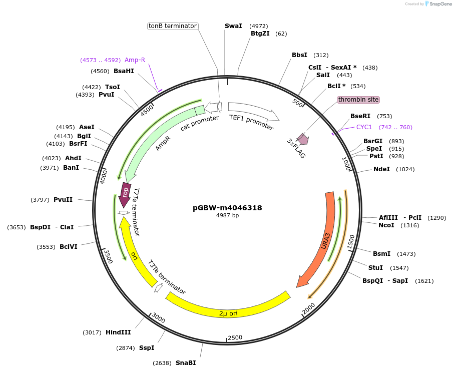 149034-plasmid-map-sequence-id-297828