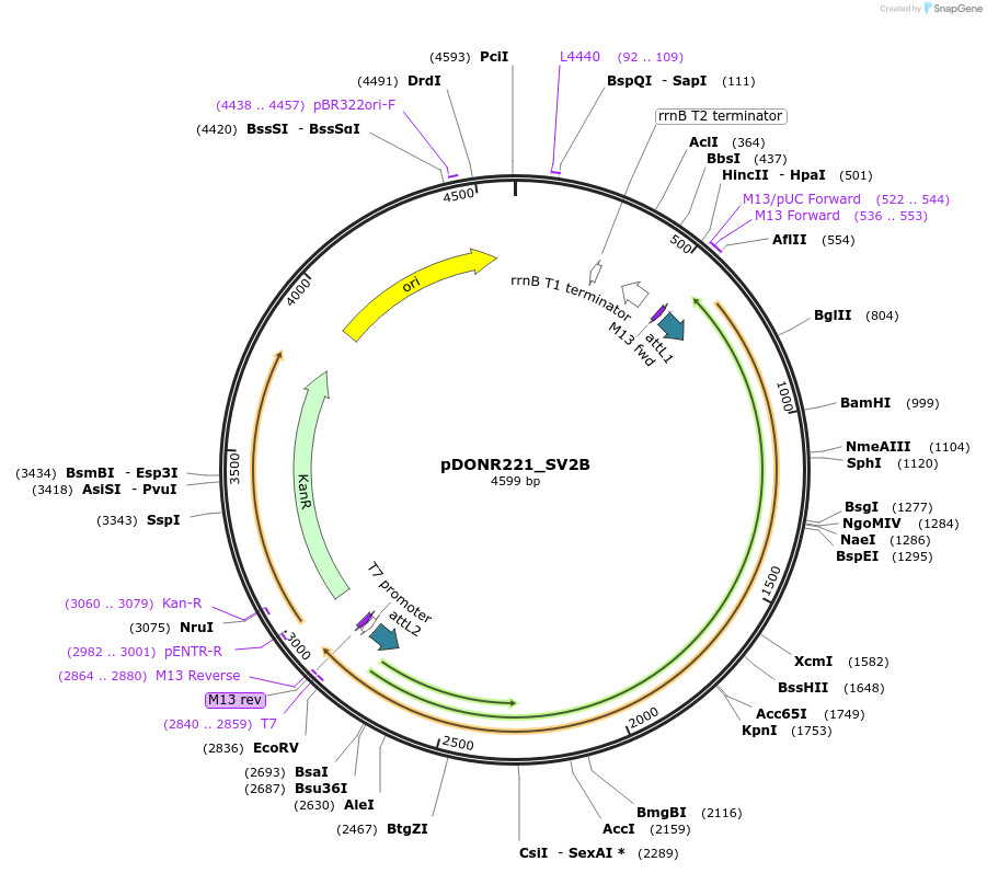 132281-plasmid-map-sequence-id-297829