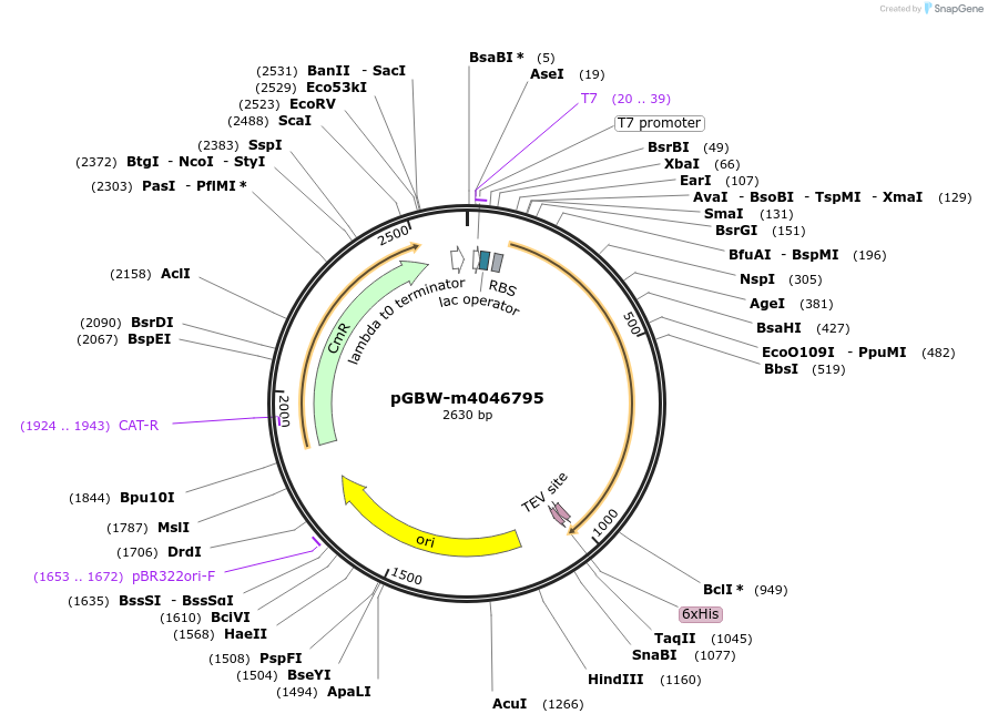 145598-plasmid-map-sequence-id-297835