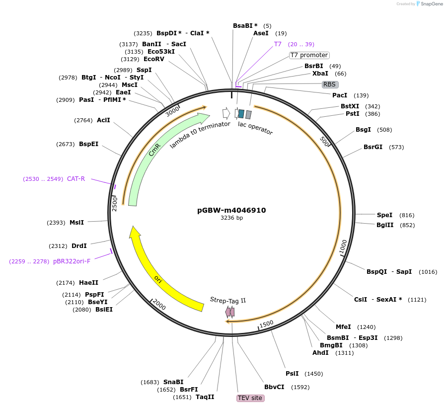 145672-plasmid-map-sequence-id-297836