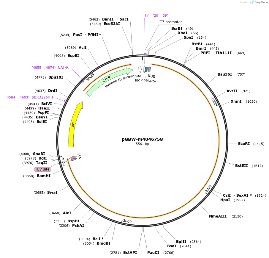 145670-plasmid-map-sequence-id-297837
