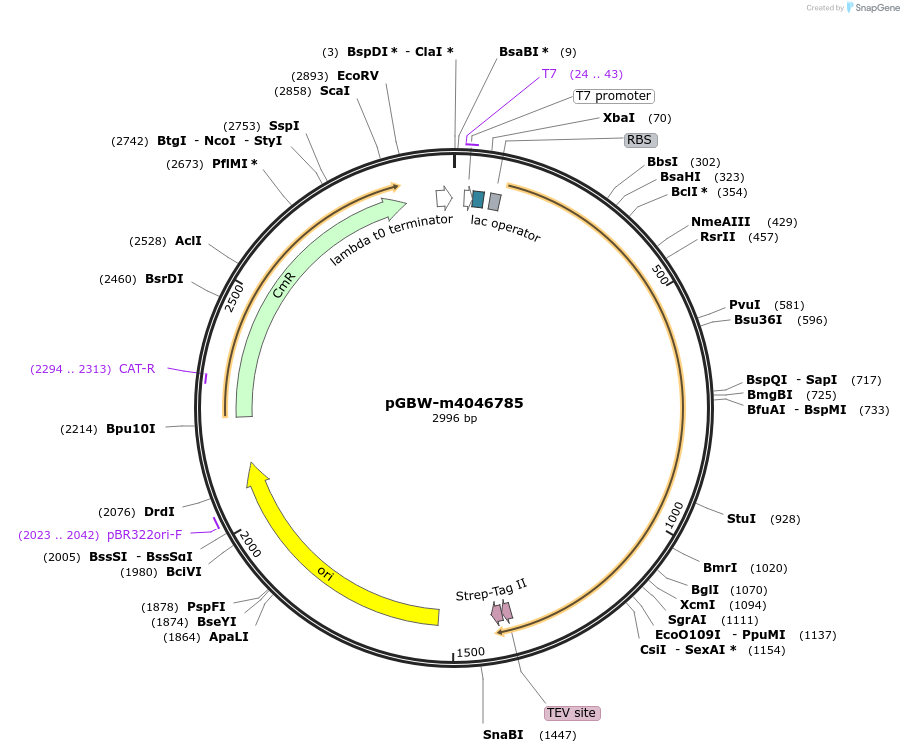 145684-plasmid-map-sequence-id-297841