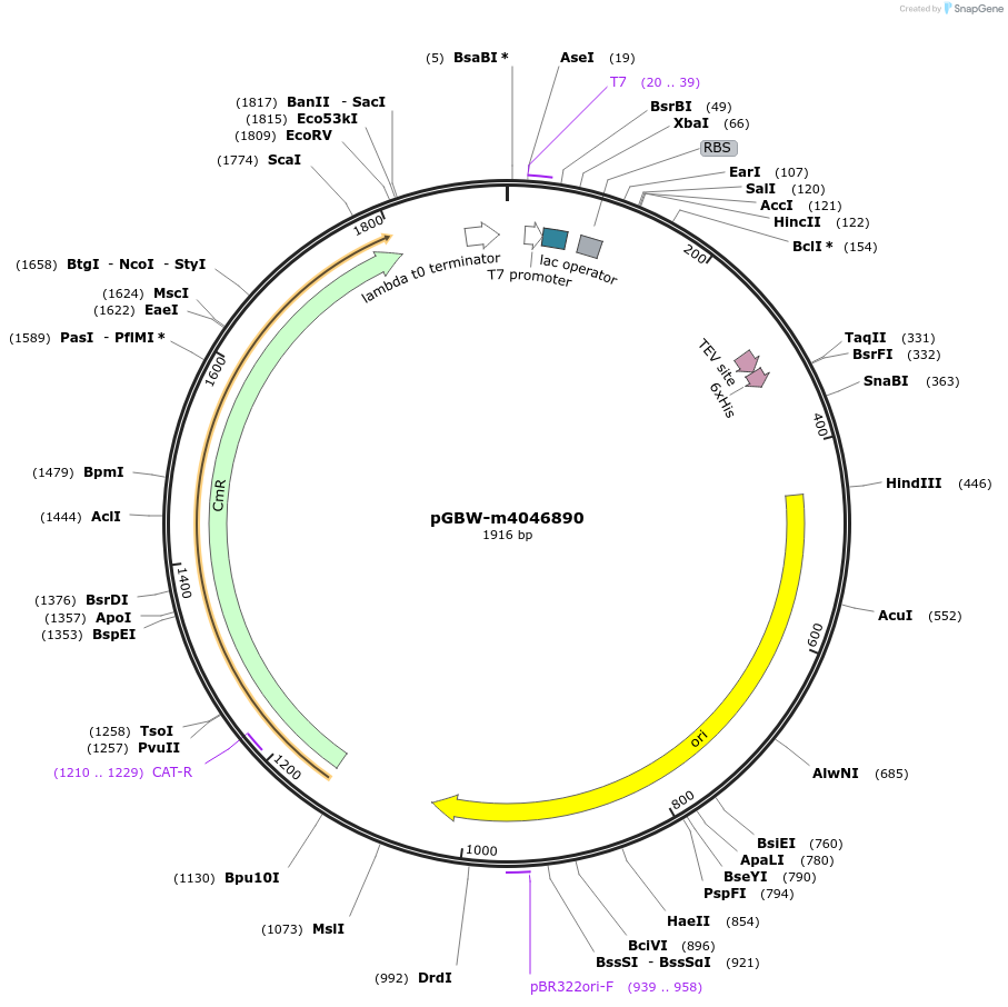 145740-plasmid-map-sequence-id-297848