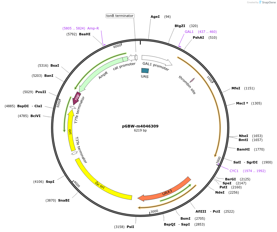 149036-plasmid-map-sequence-id-297850