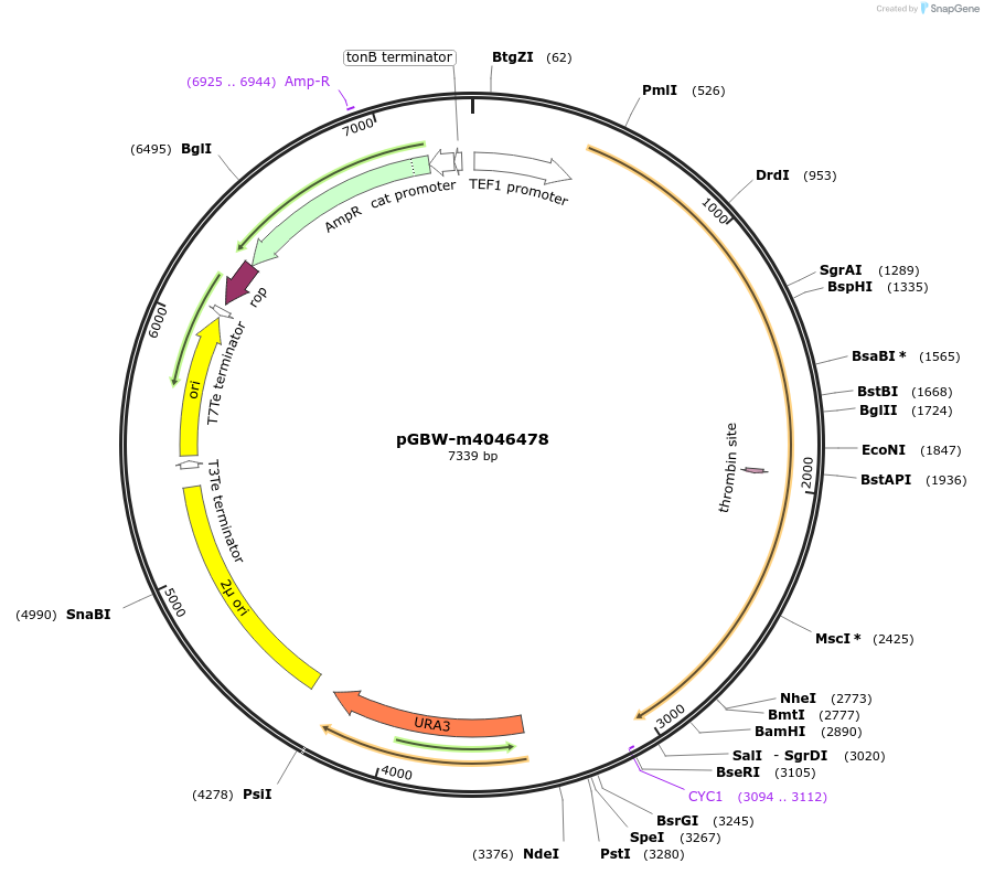 149037-plasmid-map-sequence-id-297853
