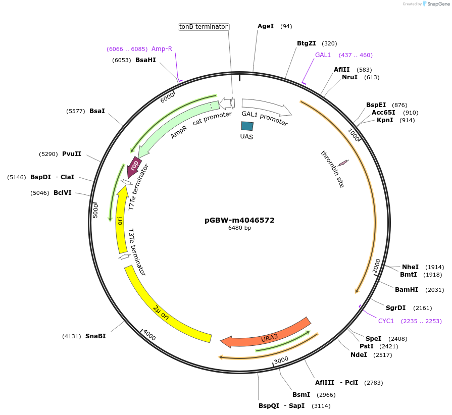 149041-plasmid-map-sequence-id-297864