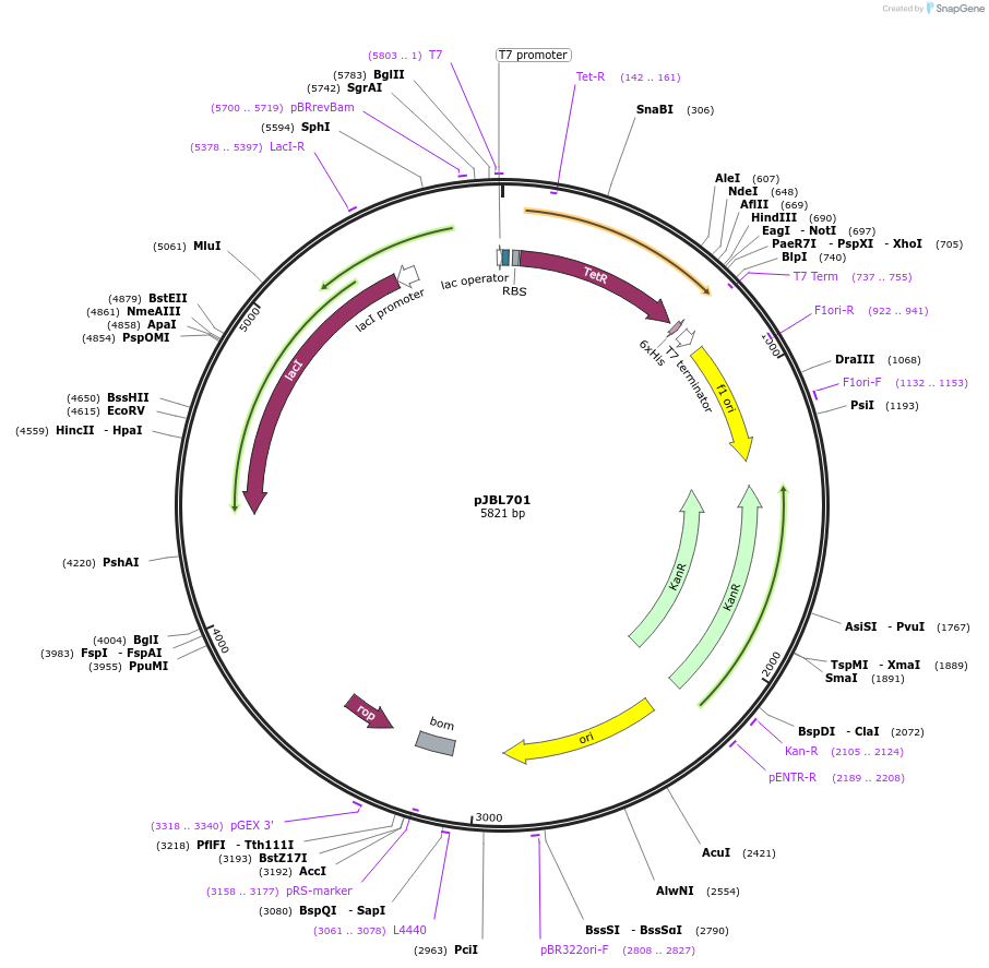 140371-plasmid-map-sequence-id-297869