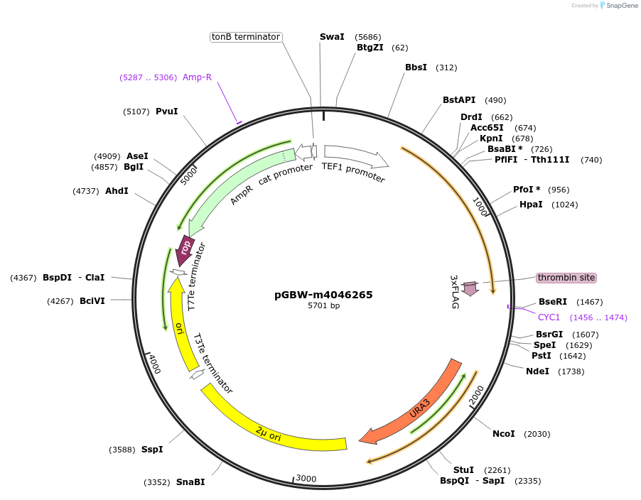149045-plasmid-map-sequence-id-297875