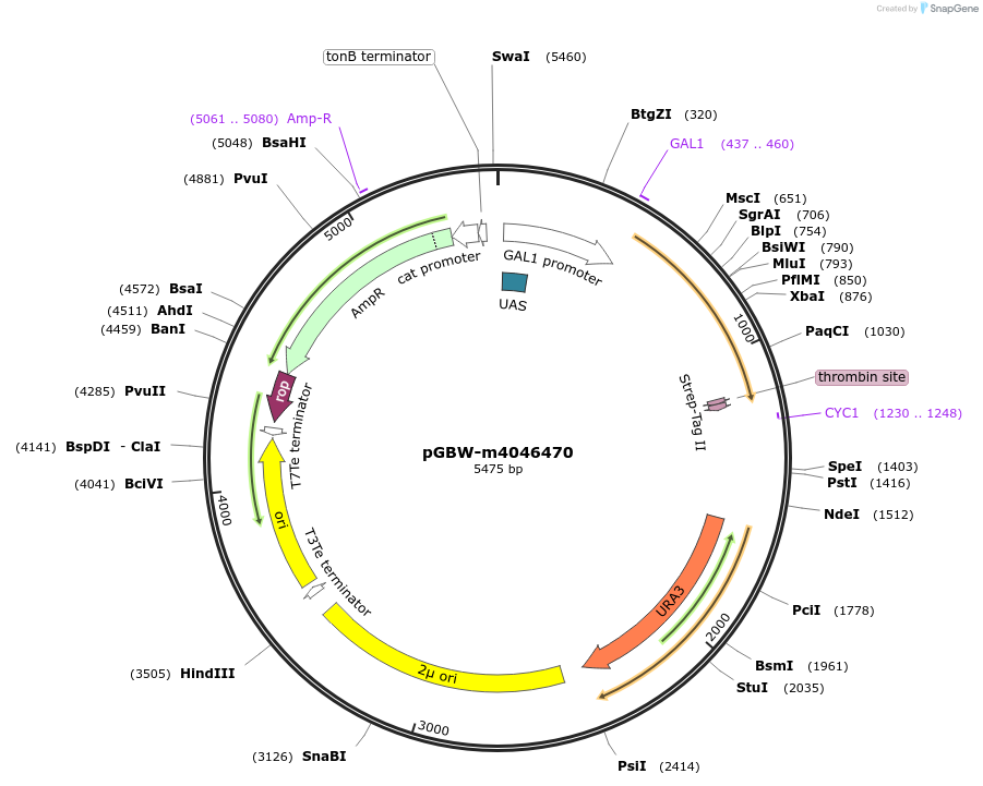 149046-plasmid-map-sequence-id-297876