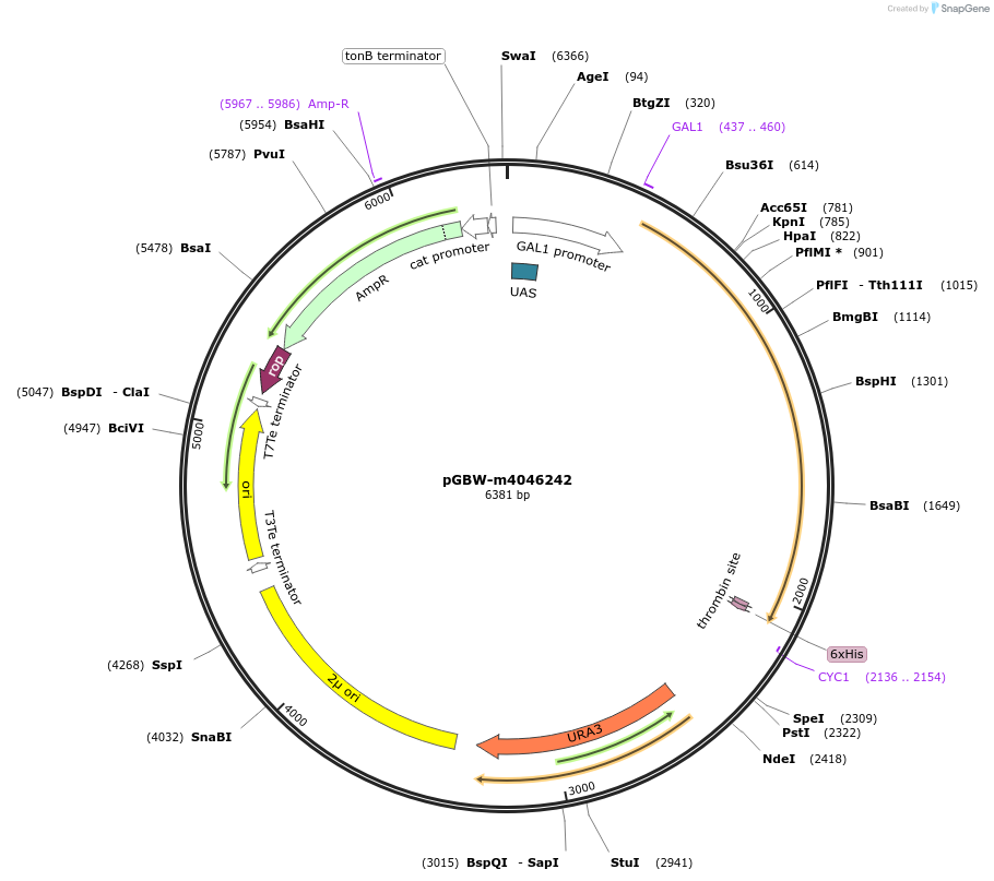 149047-plasmid-map-sequence-id-297877