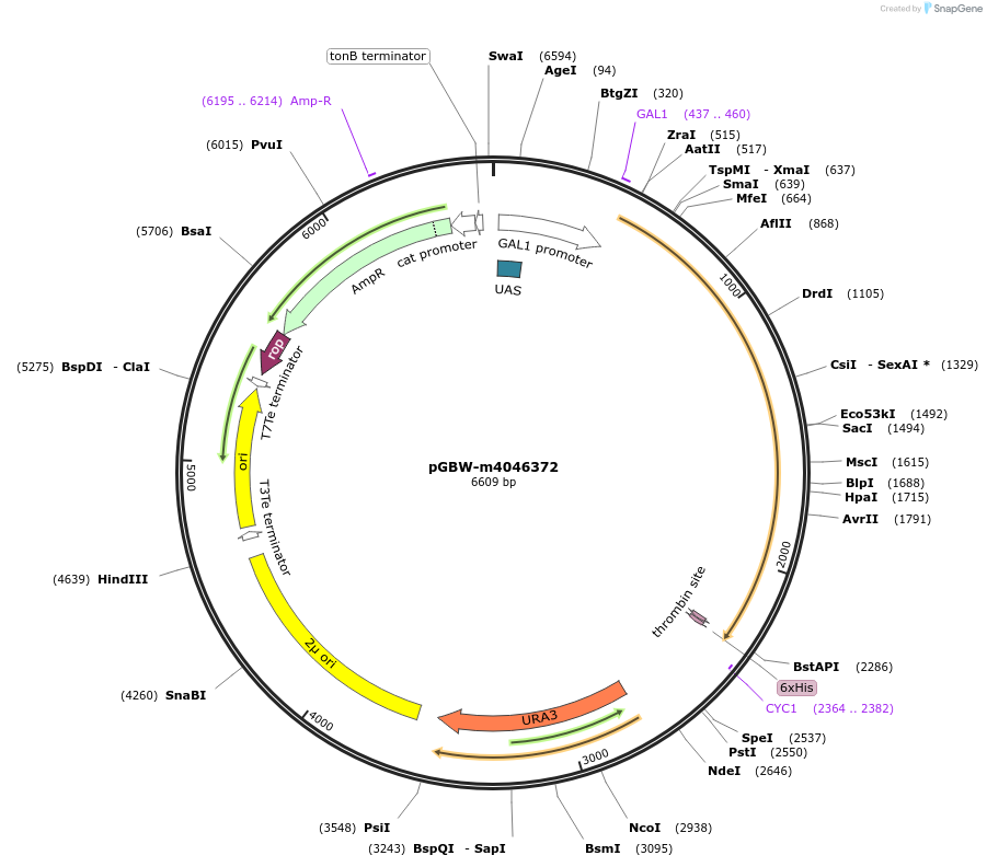 149048-plasmid-map-sequence-id-297878
