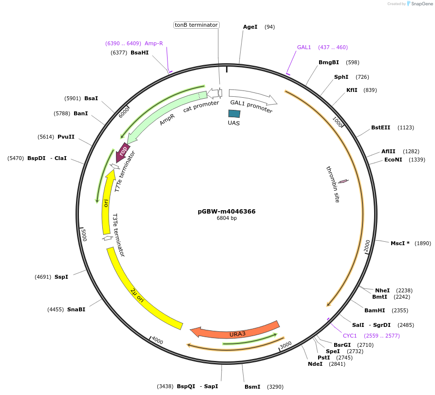 149050-plasmid-map-sequence-id-297879