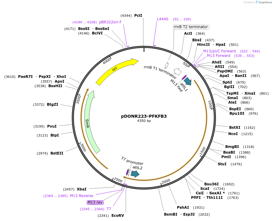 23668-plasmid-map-sequence-id-297880