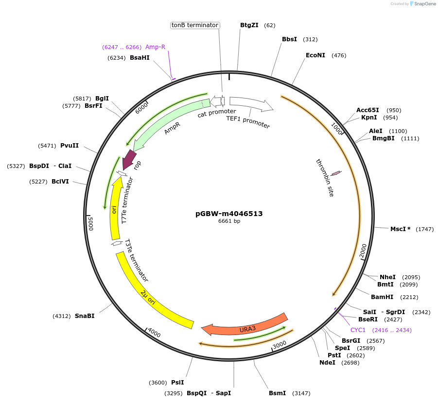 149055-plasmid-map-sequence-id-297898