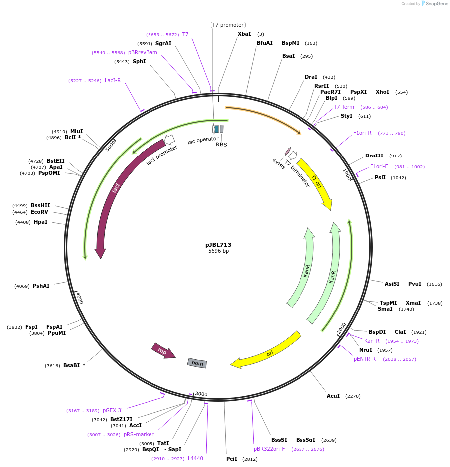 140383-plasmid-map-sequence-id-297922