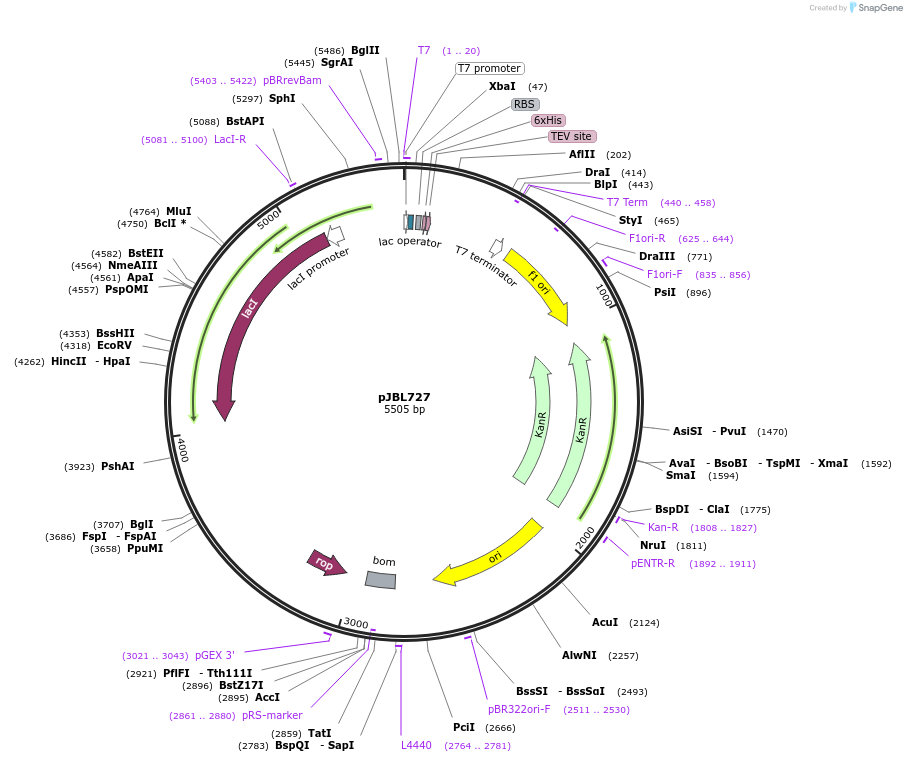 140397-plasmid-map-sequence-id-297923