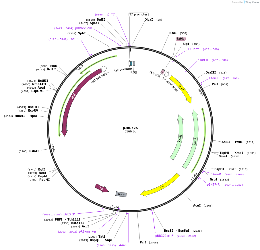 140395-plasmid-map-sequence-id-297926