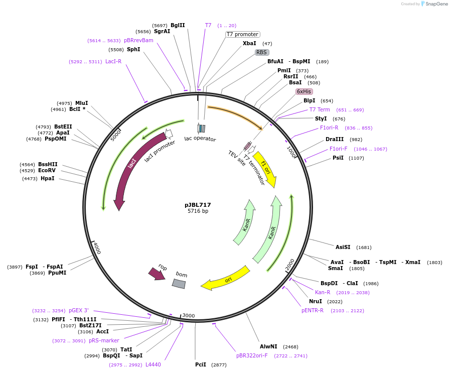 140387-plasmid-map-sequence-id-297932