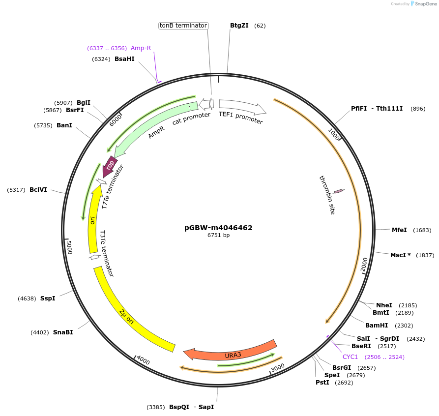149056-plasmid-map-sequence-id-297936