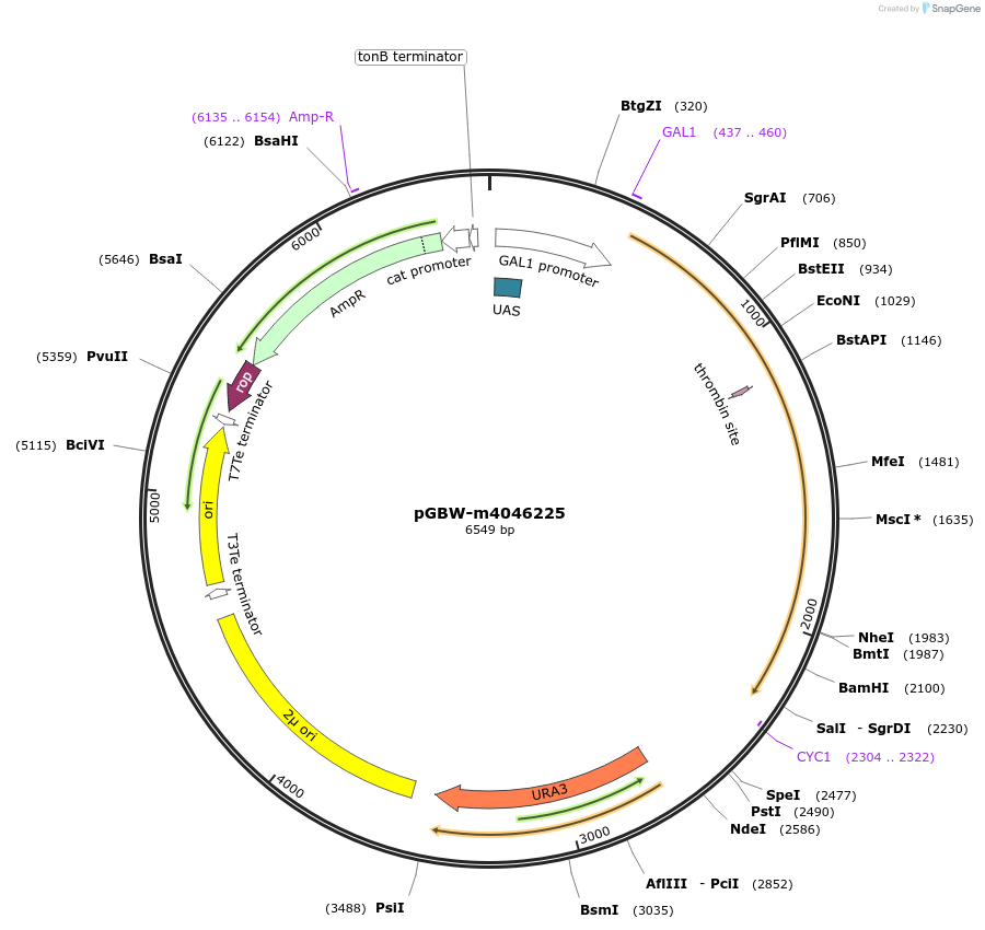 149058-plasmid-map-sequence-id-297939