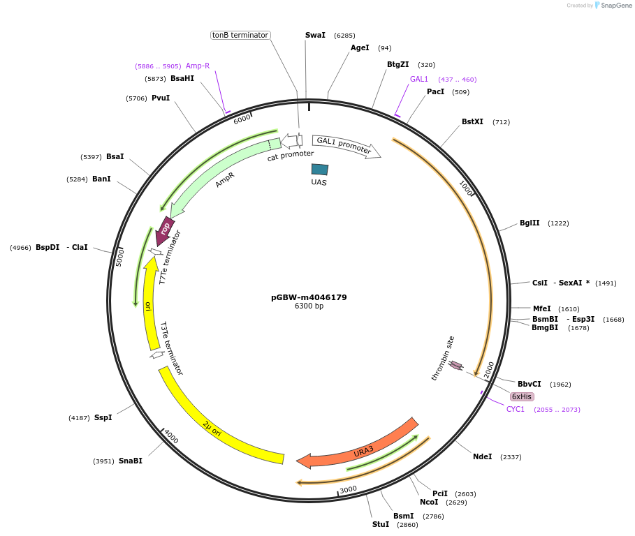 149059-plasmid-map-sequence-id-297954