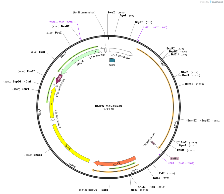 149060-plasmid-map-sequence-id-297958