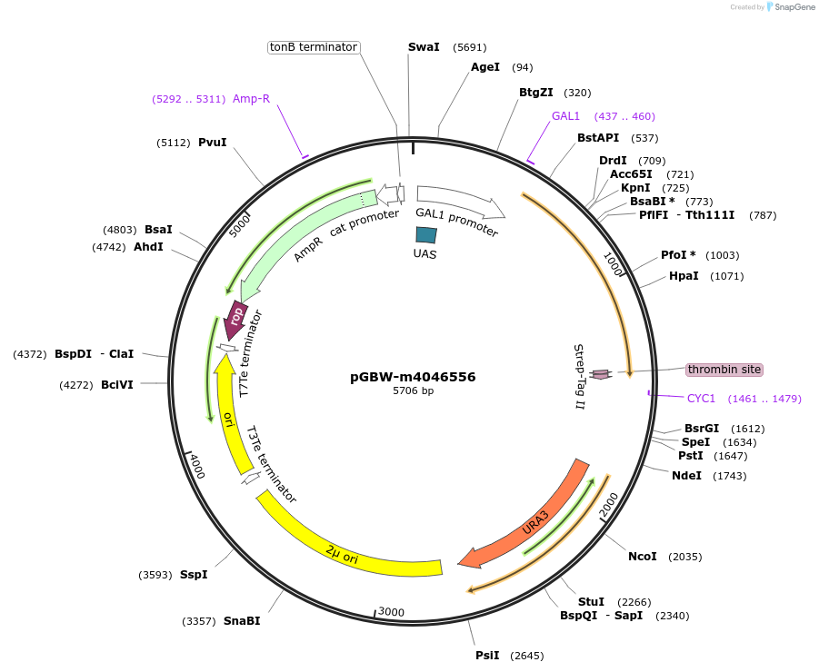 149061-plasmid-map-sequence-id-297959