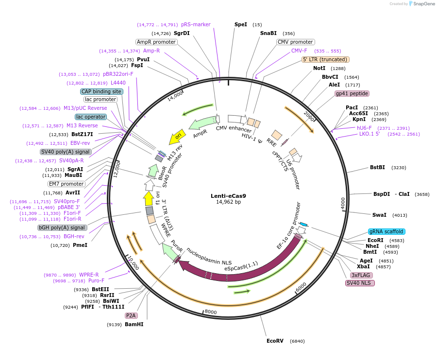140237-plasmid-map-sequence-id-297960