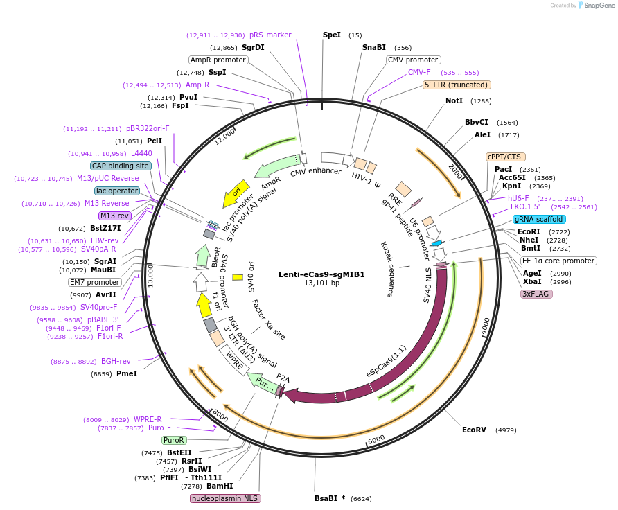 140239-plasmid-map-sequence-id-297967