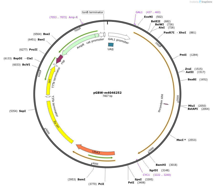 149067-plasmid-map-sequence-id-297968