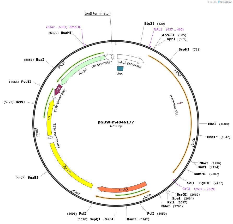149069-plasmid-map-sequence-id-297972