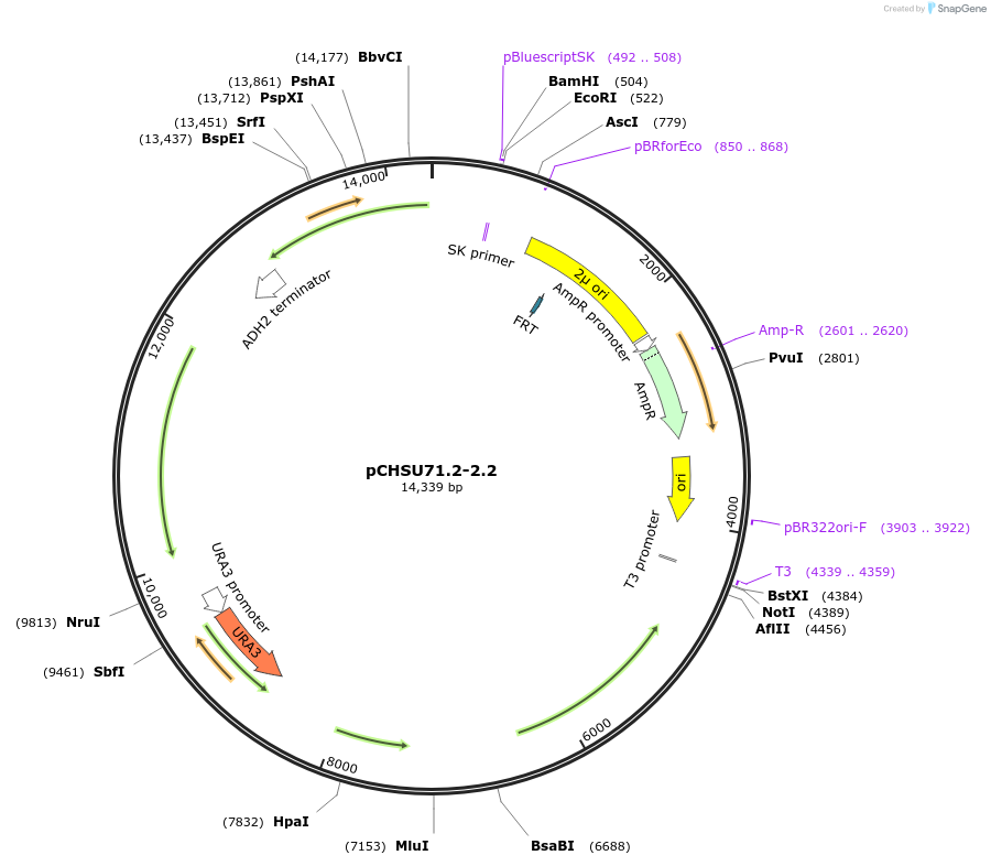 110685-plasmid-map-sequence-id-297977