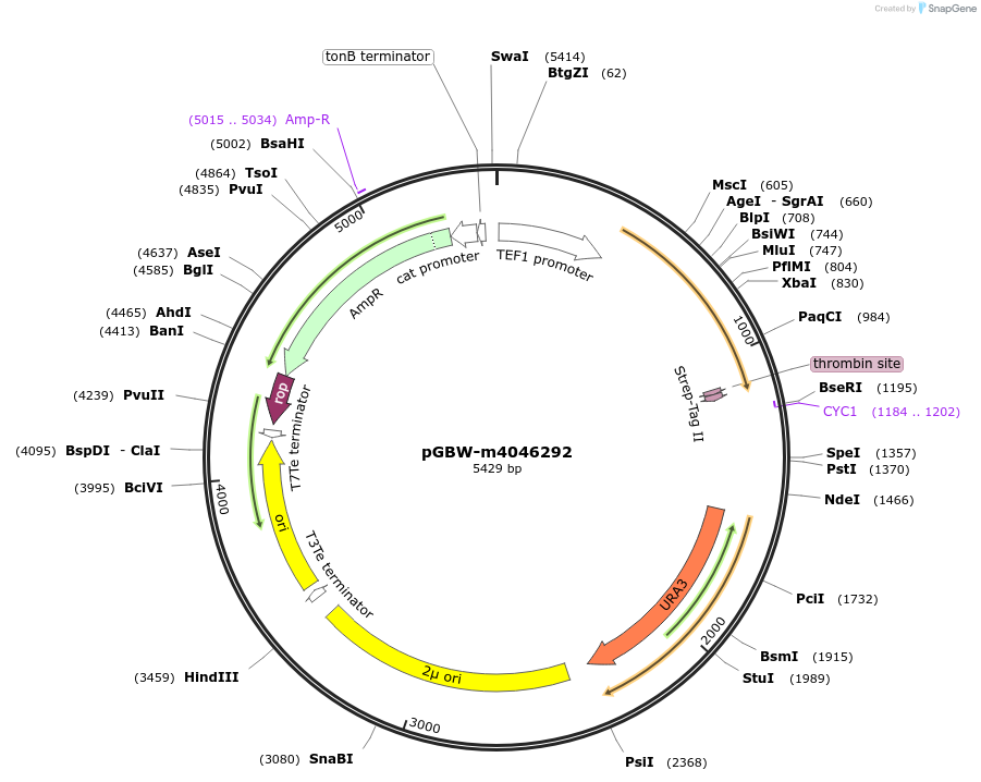 149062-plasmid-map-sequence-id-297979