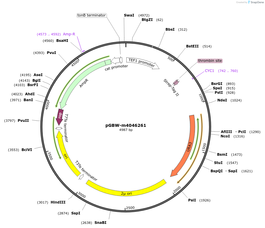 149072-plasmid-map-sequence-id-297985