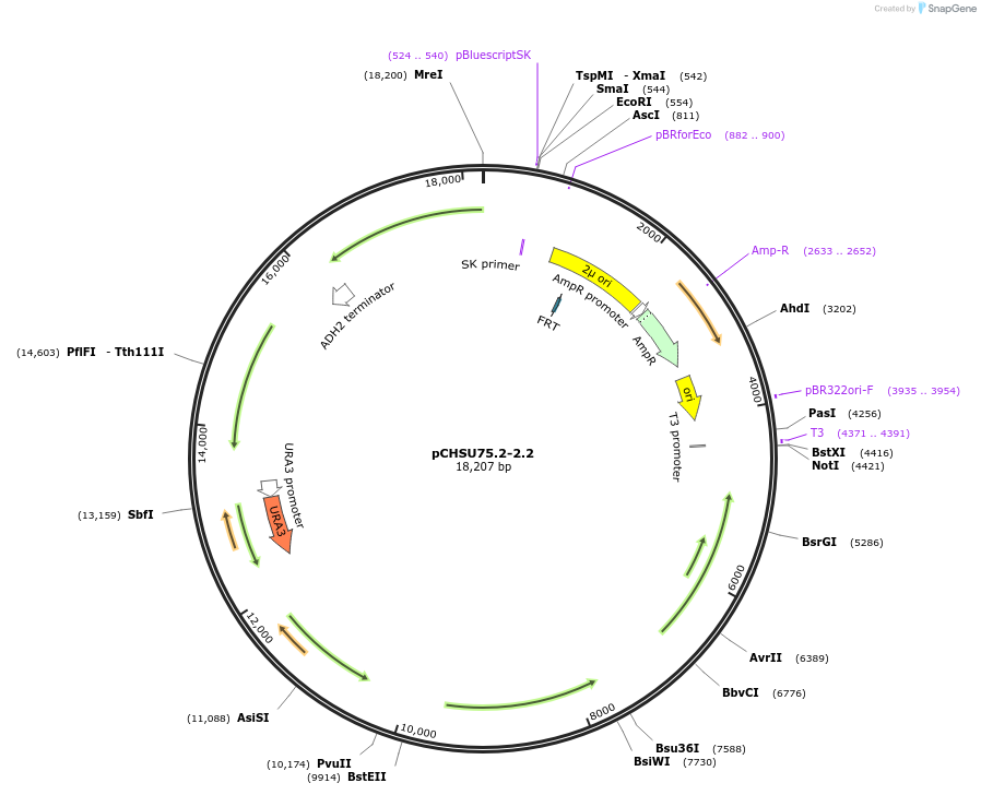 110691-plasmid-map-sequence-id-297986