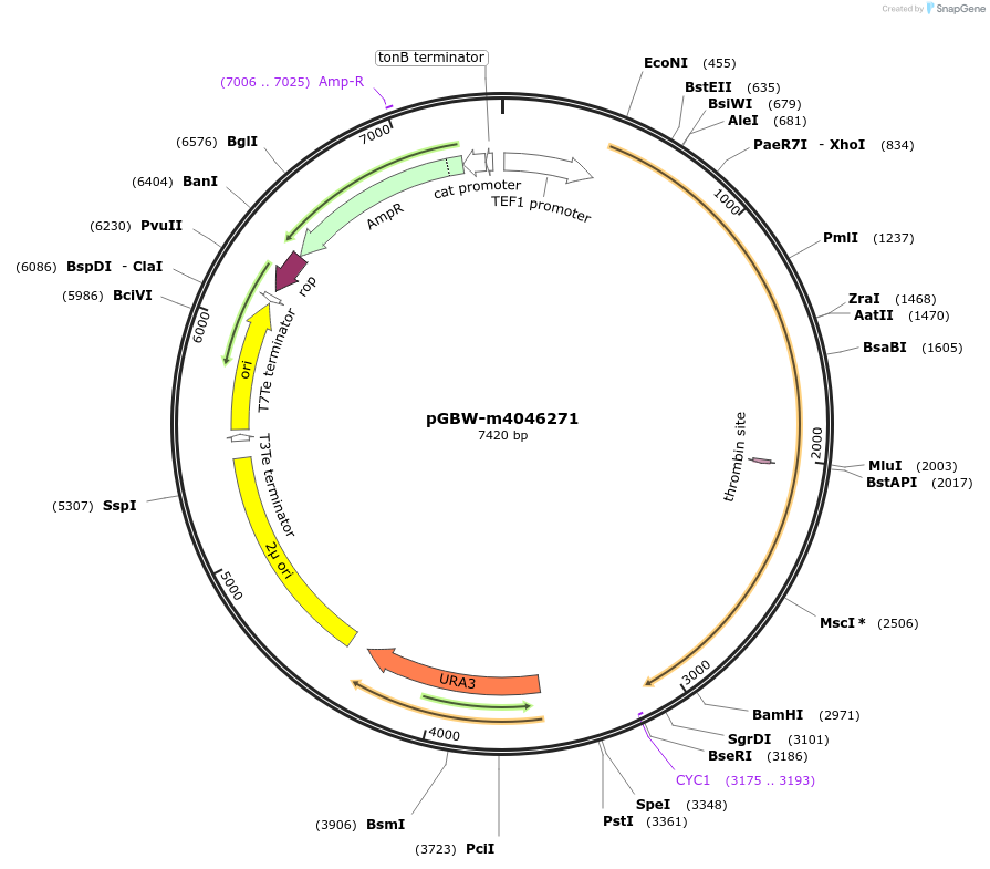 149073-plasmid-map-sequence-id-297988