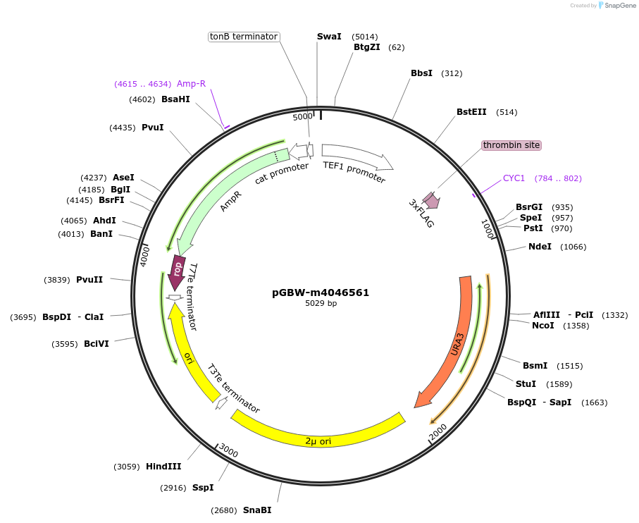 149076-plasmid-map-sequence-id-297999