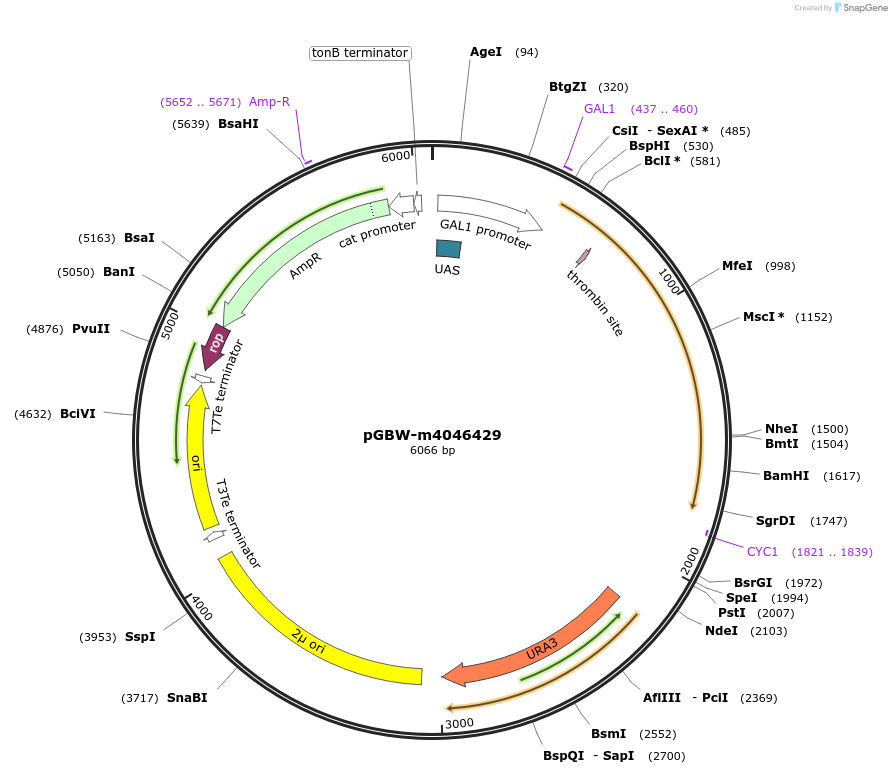 149081-plasmid-map-sequence-id-298003
